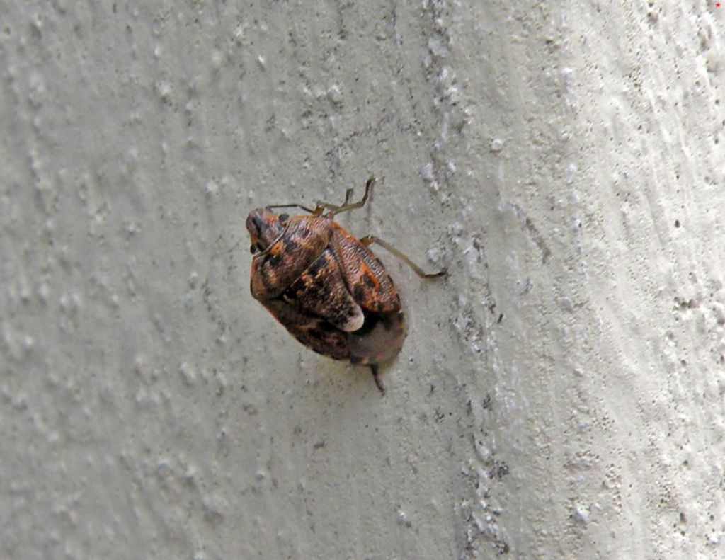 Pentatomidae: Holcogaster fibulata dell''Emilia (RE)